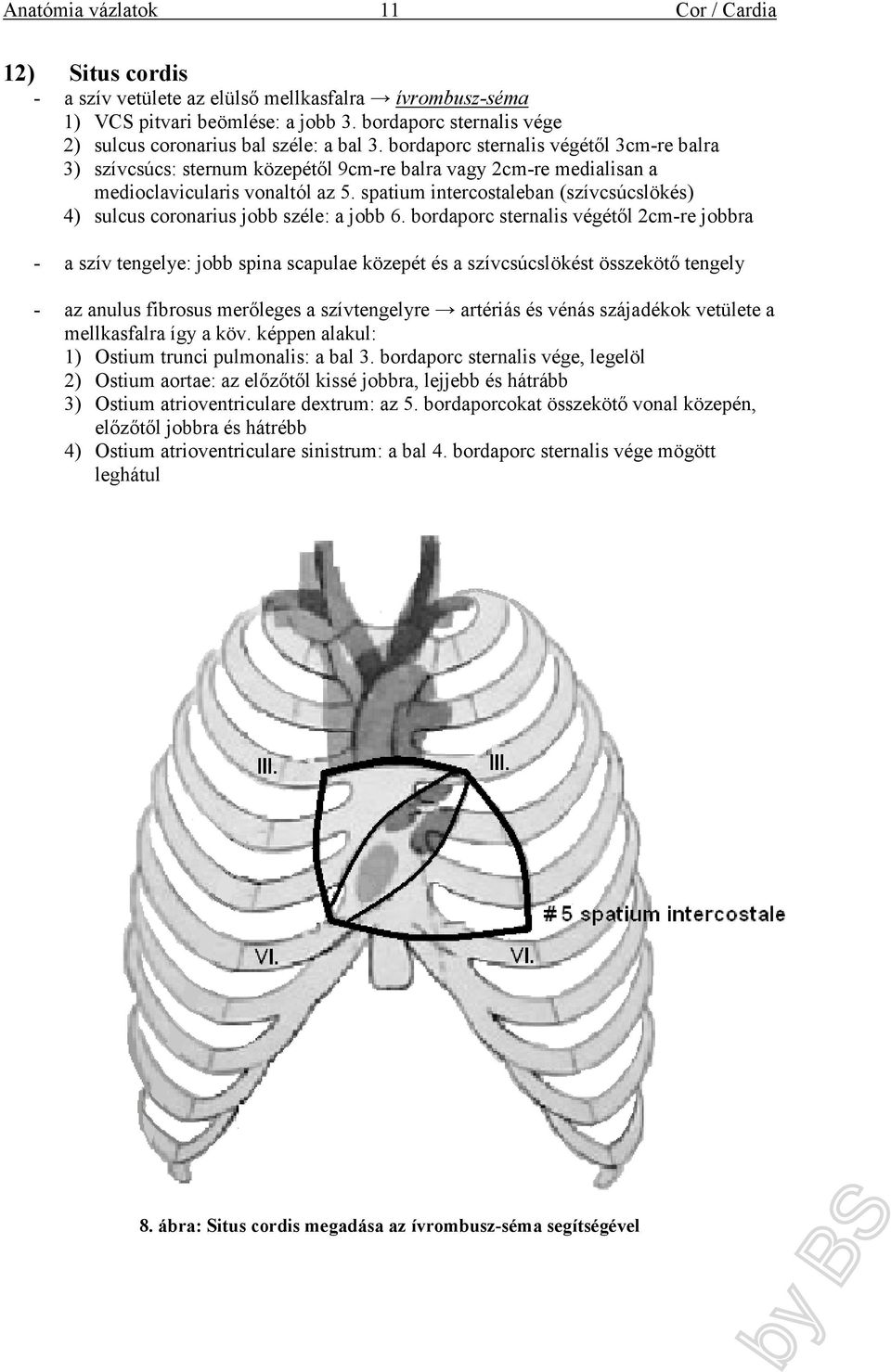 spatium intercostaleban (szívcsúcslökés) 4) sulcus coronarius jobb széle: a jobb 6.