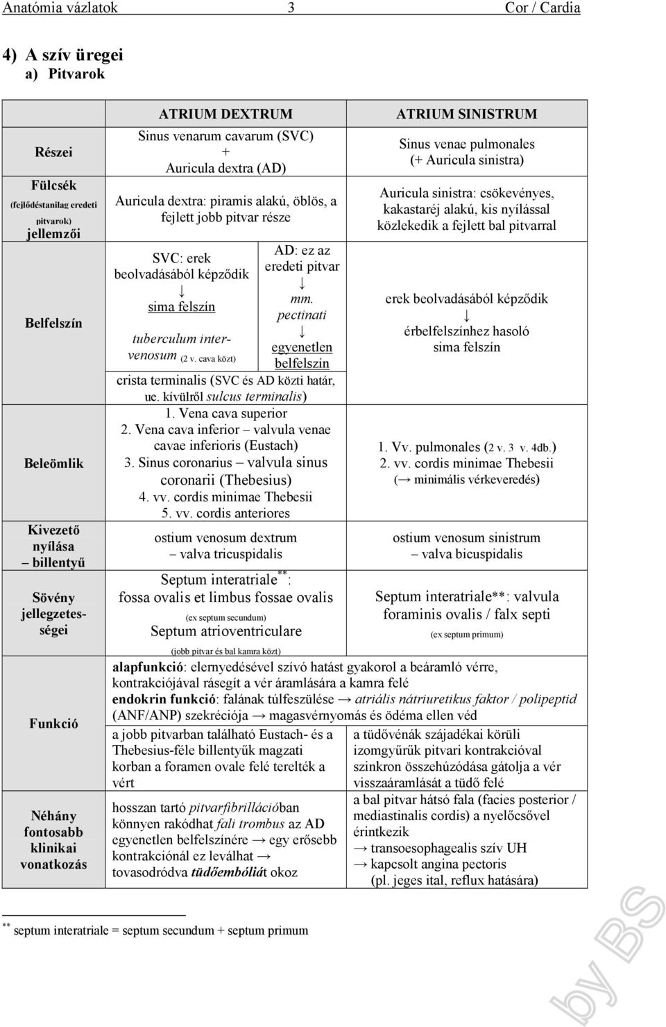tuberculum intervenosum (2 v. cava közt) AD: ez az eredeti pitvar mm. pectinati egyenetlen belfelszín crista terminalis (SVC és AD közti határ, ue. kívülről sulcus terminalis) 1. Vena cava superior 2.