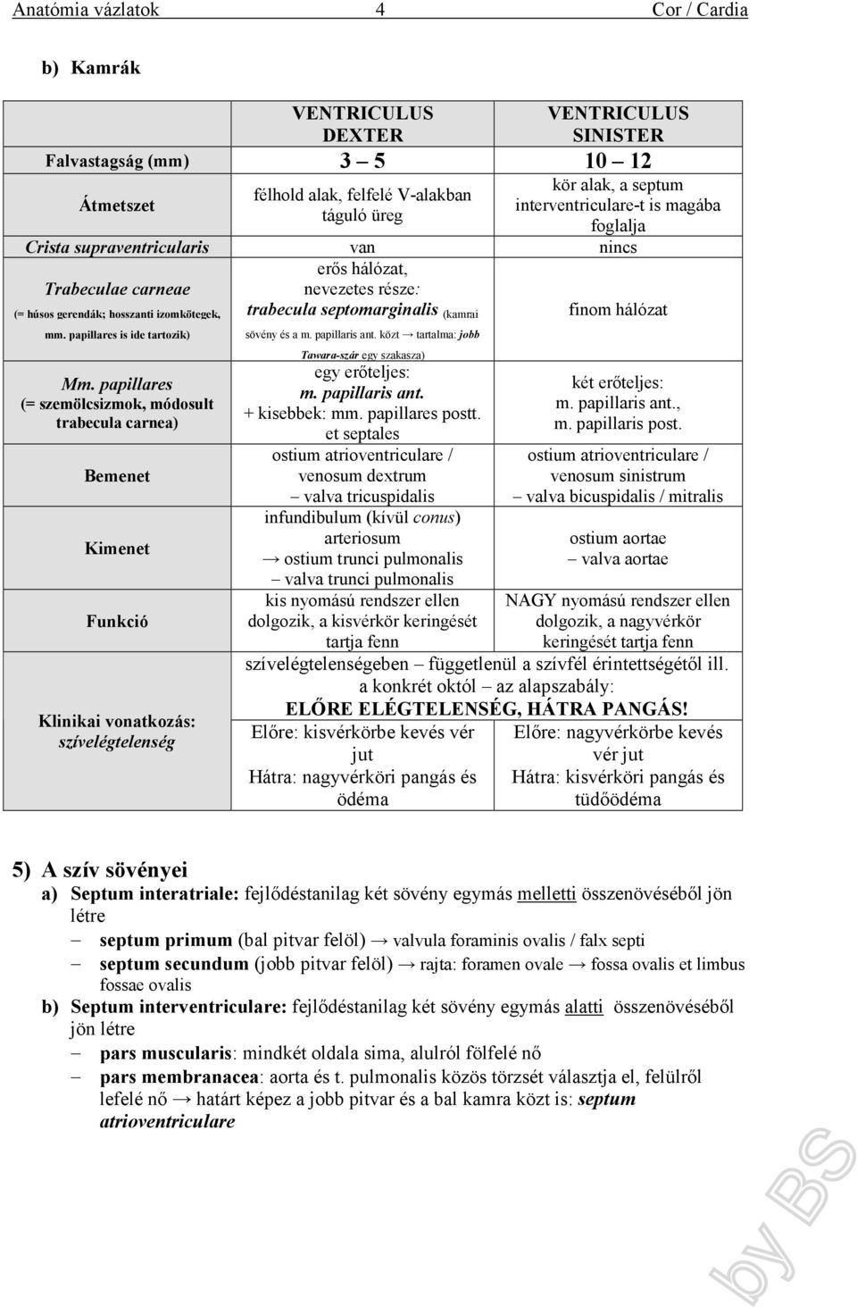 nevezetes része: trabecula septomarginalis (kamrai Mm. papillares (= szemölcsizmok, módosult trabecula carnea) Bemenet Kimenet Funkció Klinikai vonatkozás: szívelégtelenség sövény és a m.