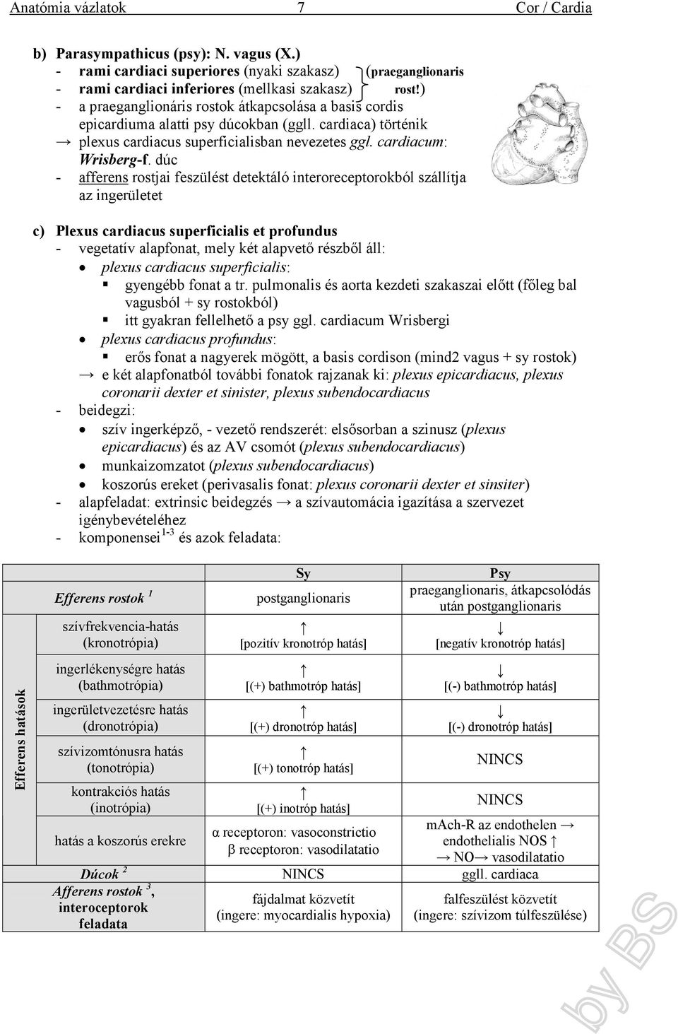dúc - afferens rostjai feszülést detektáló interoreceptorokból szállítja az ingerületet c) Plexus cardiacus superficialis et profundus - vegetatív alapfonat, mely két alapvető részből áll: plexus