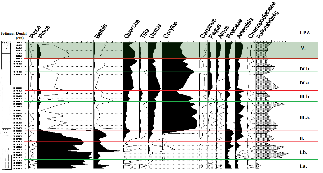 Vizsgálati eredmények 40% Corylus 20% Quercus 12% Poaceae Corylus avellana mogyoró, < 2%: lokális előfordulás, >