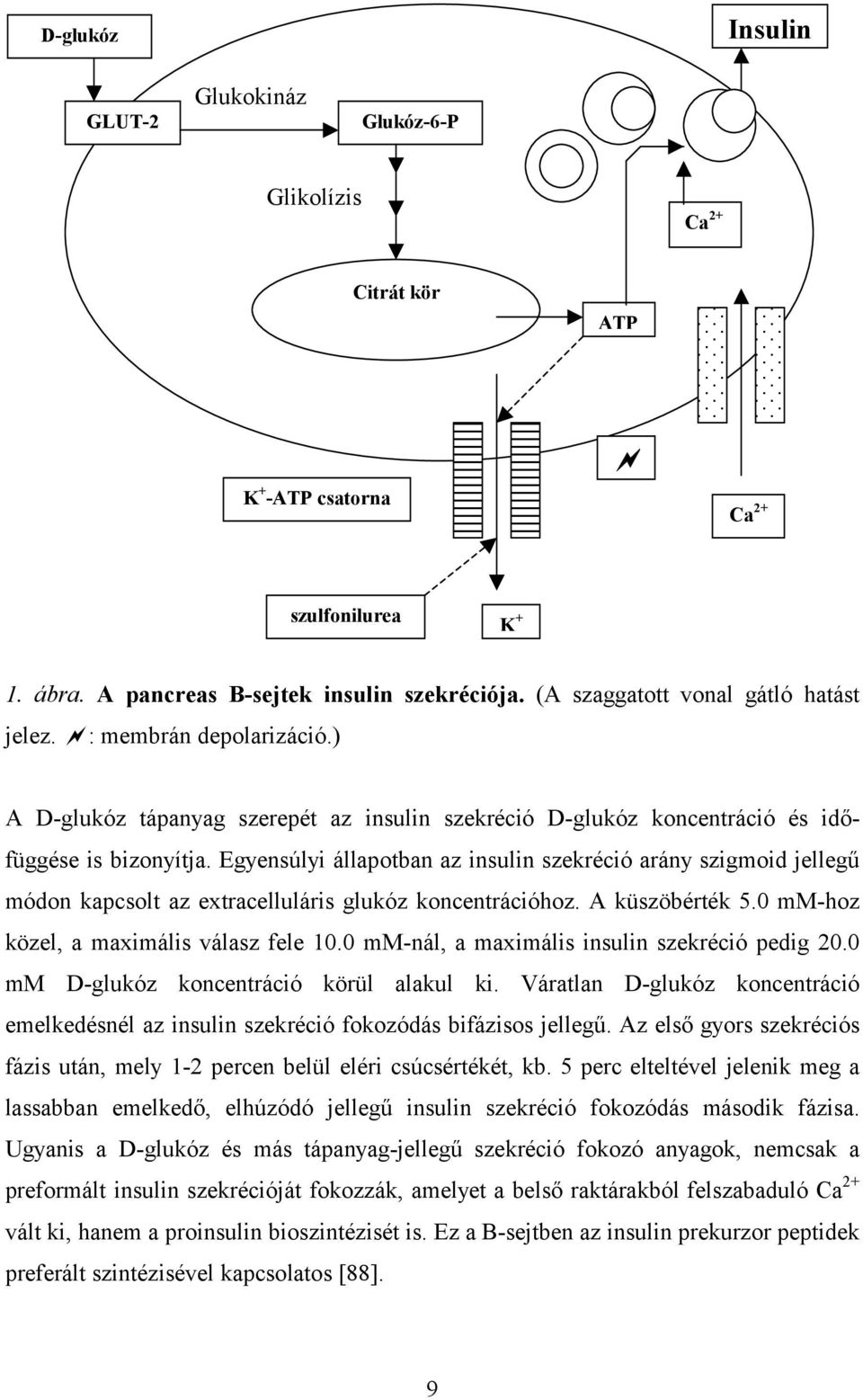 Egyensúlyi állapotban az insulin szekréció arány szigmoid jellegű módon kapcsolt az extracelluláris glukóz koncentrációhoz. A küszöbérték 5.0 mm-hoz közel, a maximális válasz fele 10.
