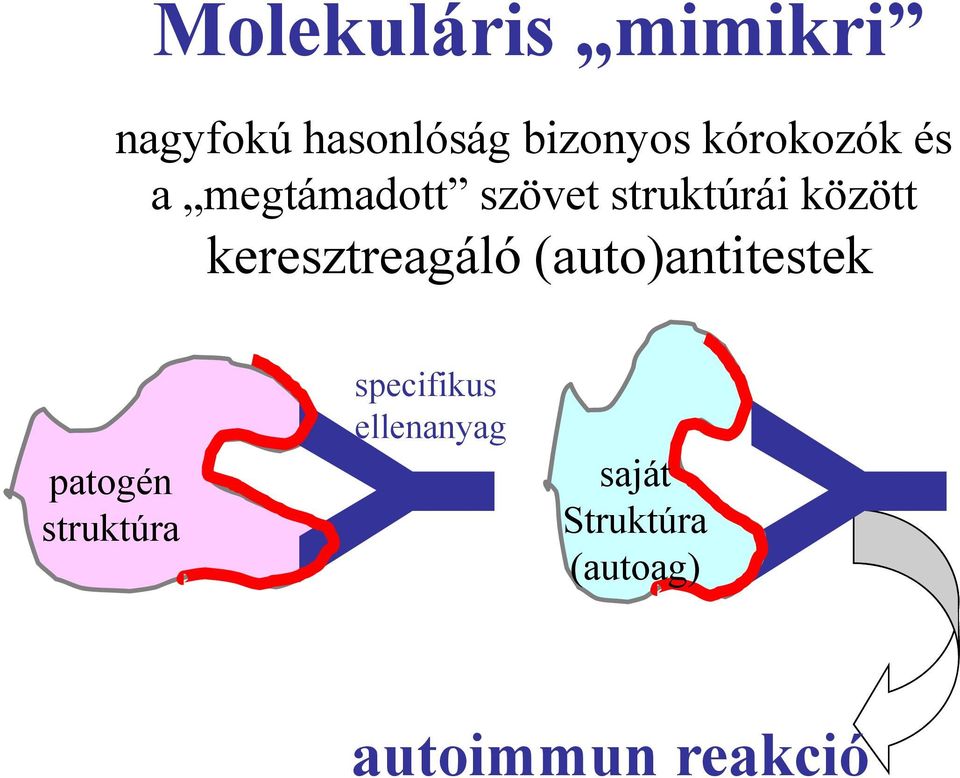 keresztreagáló (auto)antitestek patogén struktúra