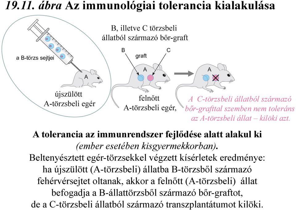 C-törzsbeli állatból származó bőr-grafttal szemben nem toleráns az A-törzsbeli állat kilöki azt.