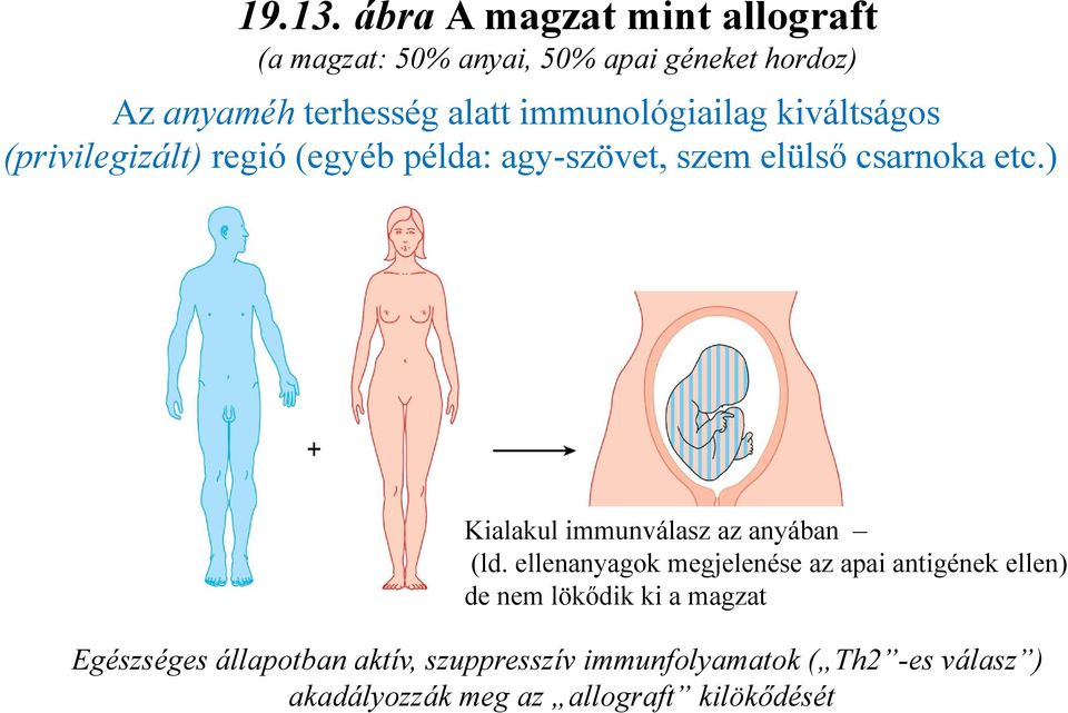 immunológiailag kiváltságos (privilegizált) regió (egyéb példa: agy-szövet, szem elülső csarnoka etc.