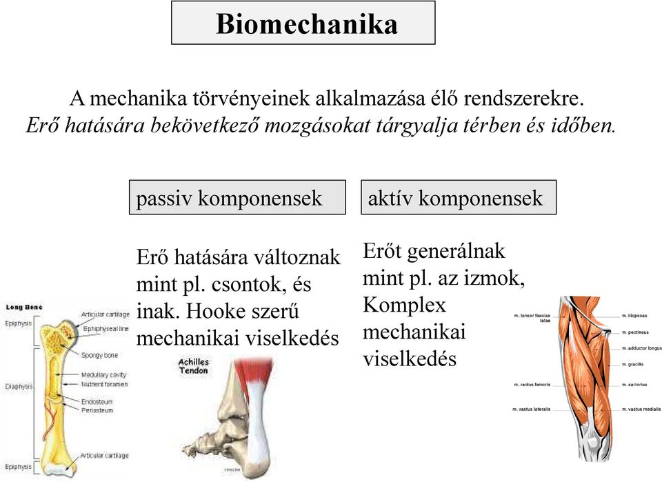 passiv komponensek Erő hatására változnak mint pl. csontok, és inak.