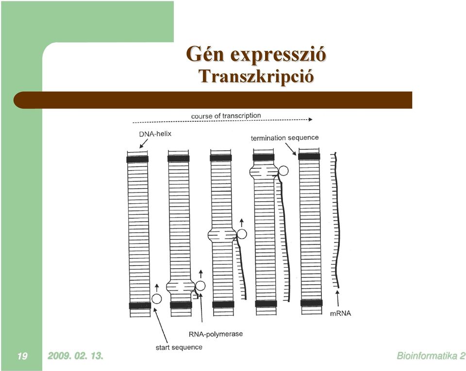 zió Transzk