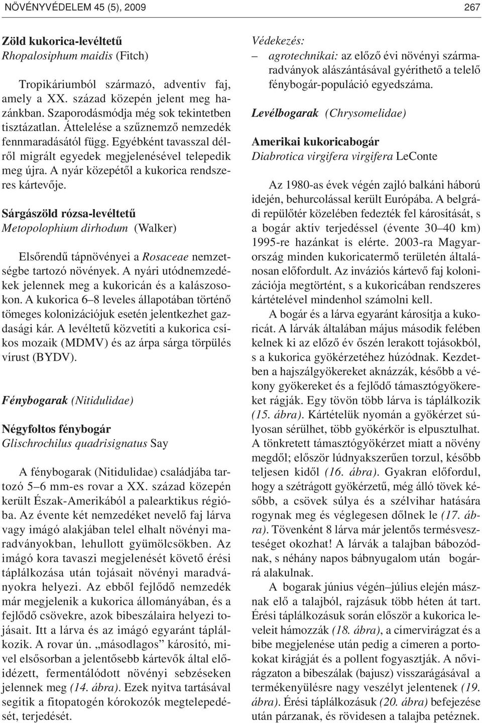 A nyár közepétôl a kukorica rendszeres kártevôje. Sárgászöld rózsa-levéltetû Metopolophium dirhodum (Walker) Elsôrendû tápnövényei a Rosaceae nemzetségbe tartozó növények.
