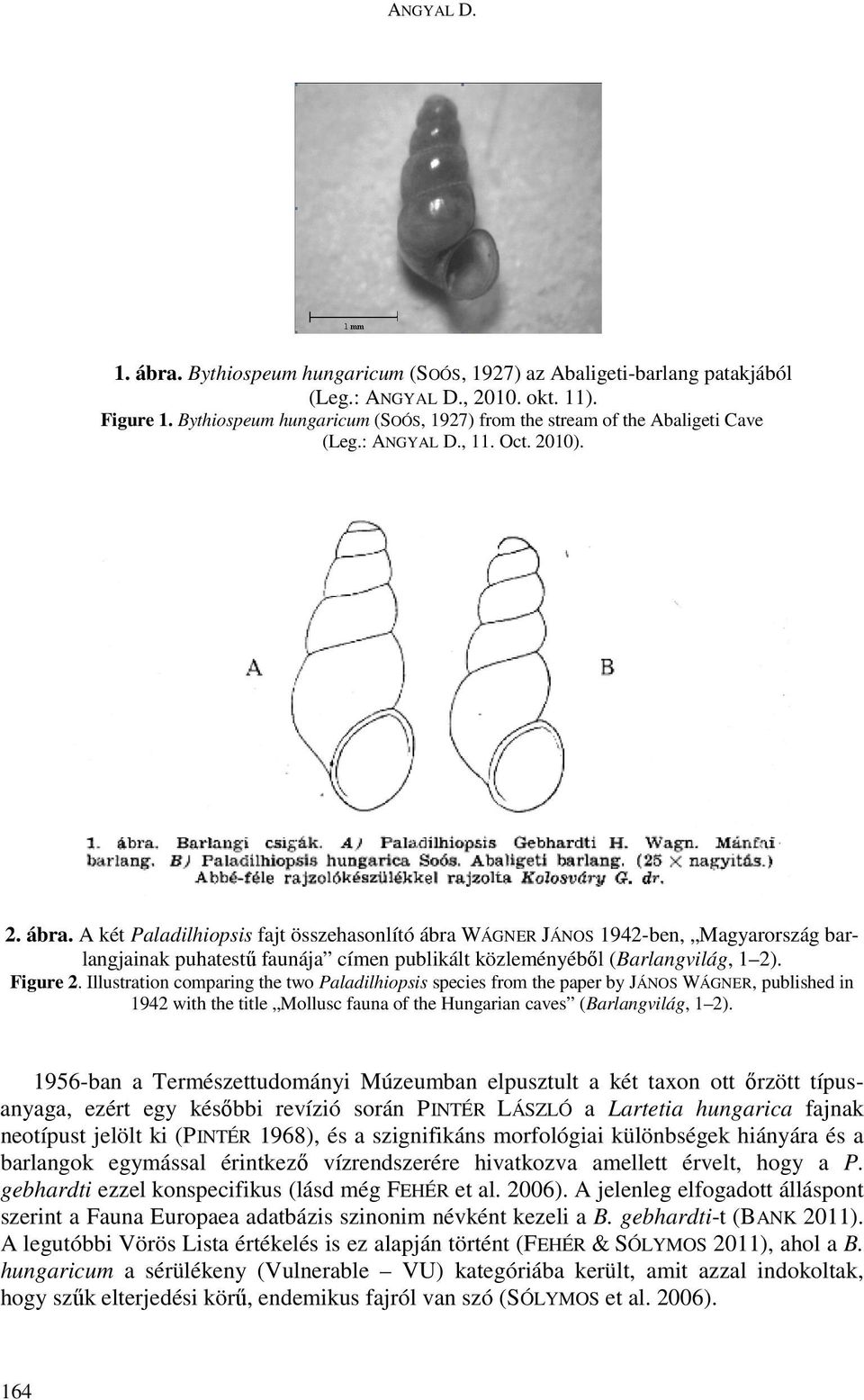 A két Paladilhiopsis fajt összehasonlító ábra WÁGNER JÁNOS 1942-ben, Magyarország barlangjainak puhatestű faunája címen publikált közleményéből (Barlangvilág, 1 2). Figure 2.