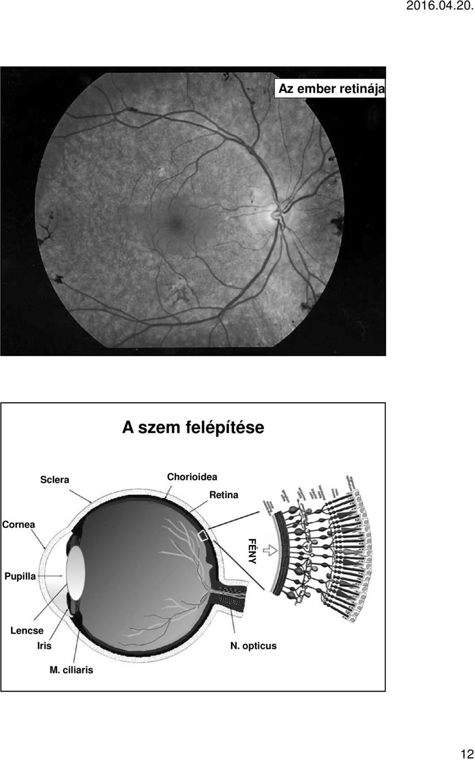 Retina Cornea FÉNY Pupilla