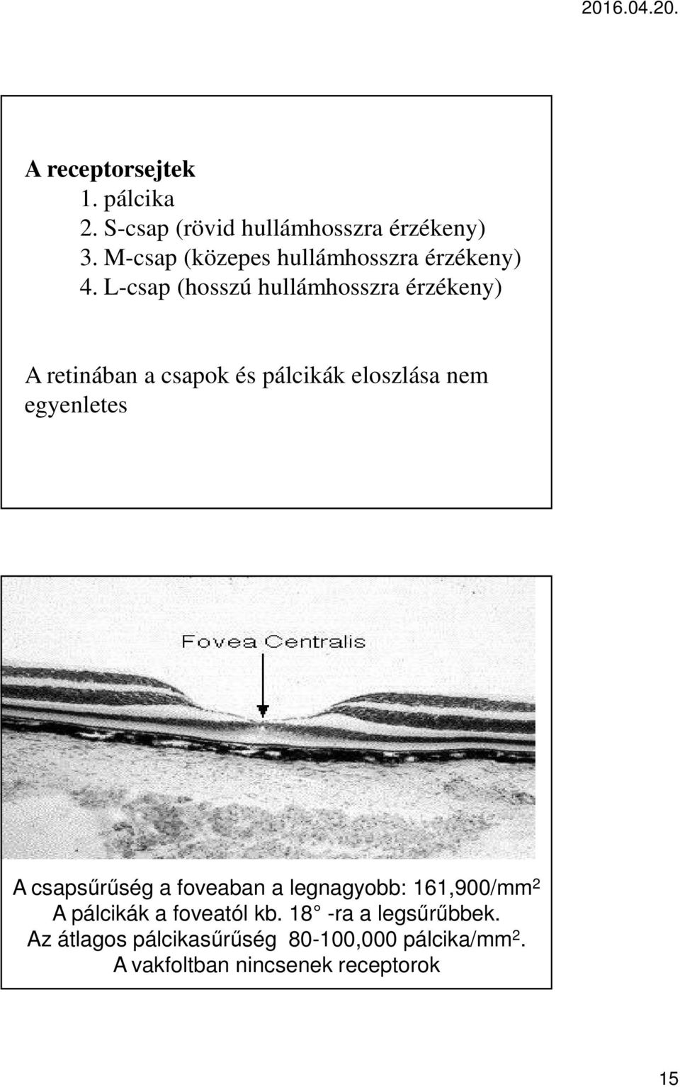 L-csap (hosszú hullámhosszra érzékeny) A retinában a csapok és pálcikák eloszlása nem egyenletes A