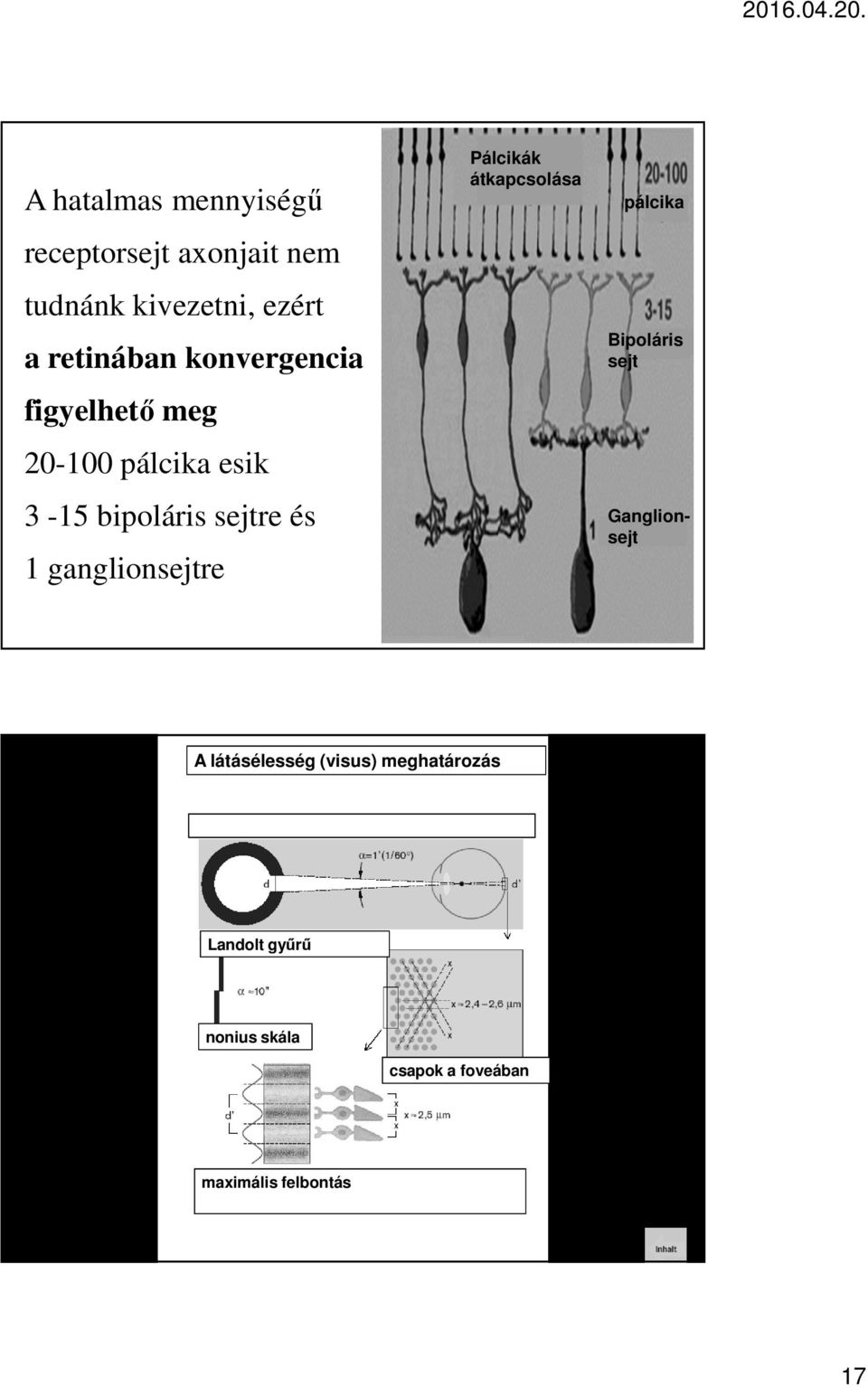 1 ganglionsejtre Pálcikák átkapcsolása pálcika Bipoláris sejt Ganglionsejt A