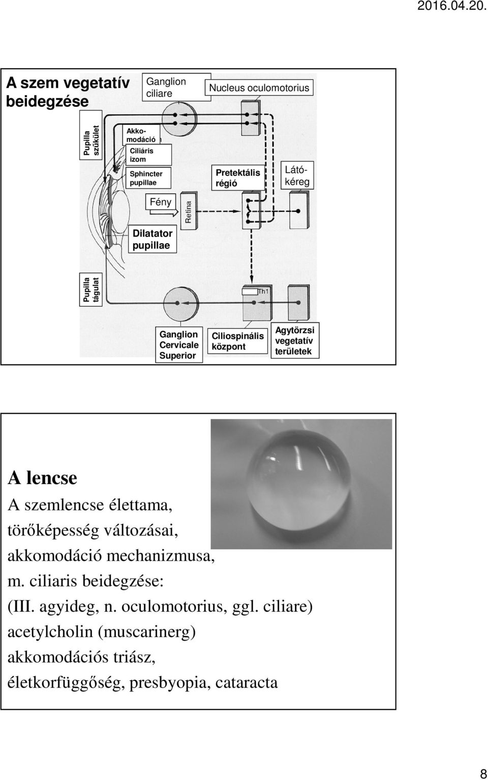 Agytörzsi vegetatív területek A lencse A szemlencse élettama, törőképesség változásai, akkomodáció mechanizmusa, m.