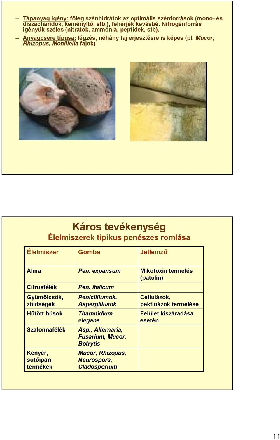 Mucor, Rhizopus, Moniliella fajok) Káros tevékenység Élelmiszerek tipikus penészes romlása Élelmiszer Gomba Jellemző Alma Citrusfélék Gyümölcsök, zöldségek Hűtött húsok