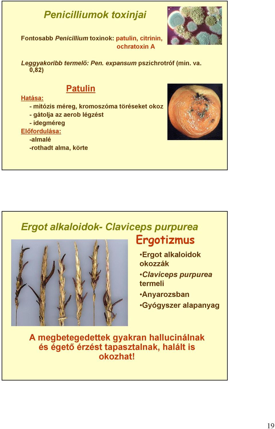 0,82) Patulin Hatása: -mitózis méreg, kromoszóma töréseket okoz -gátolja az aerob légzést -idegméreg Előfordulása: -almalé