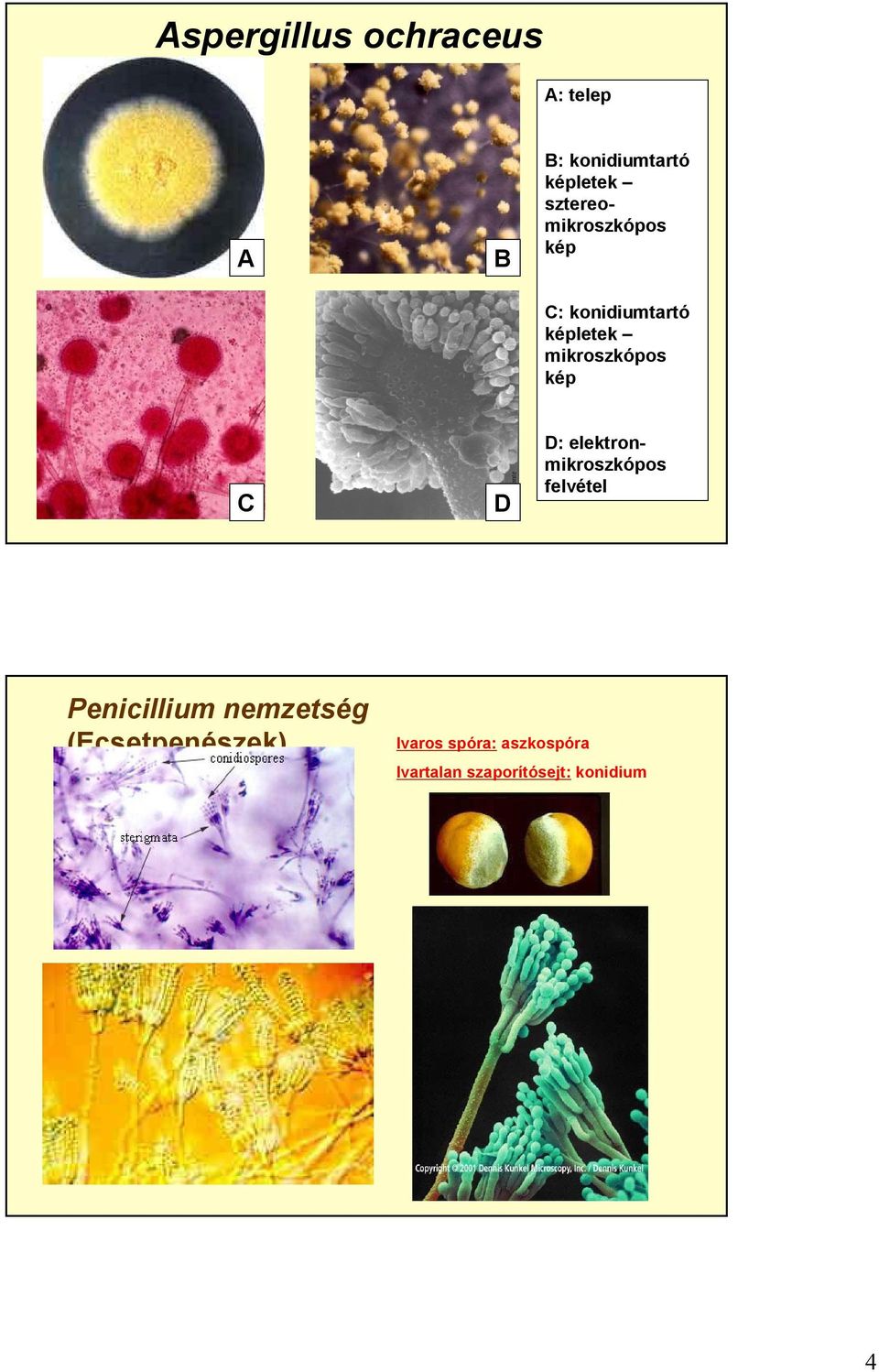 kép C D D: elektronmikroszkópos felvétel Penicillium nemzetség