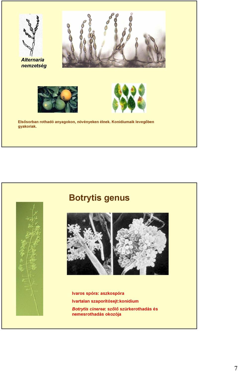 Botrytis genus Ivaros spóra: aszkospóra Ivartalan