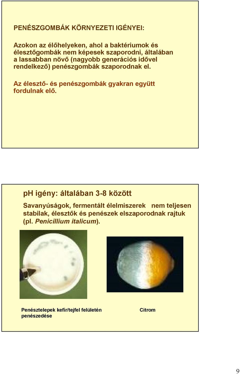 Az élesztő- és penészgombák gyakran együtt fordulnak elő.