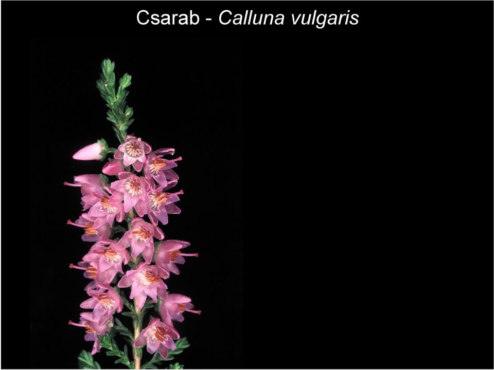 vulgaris