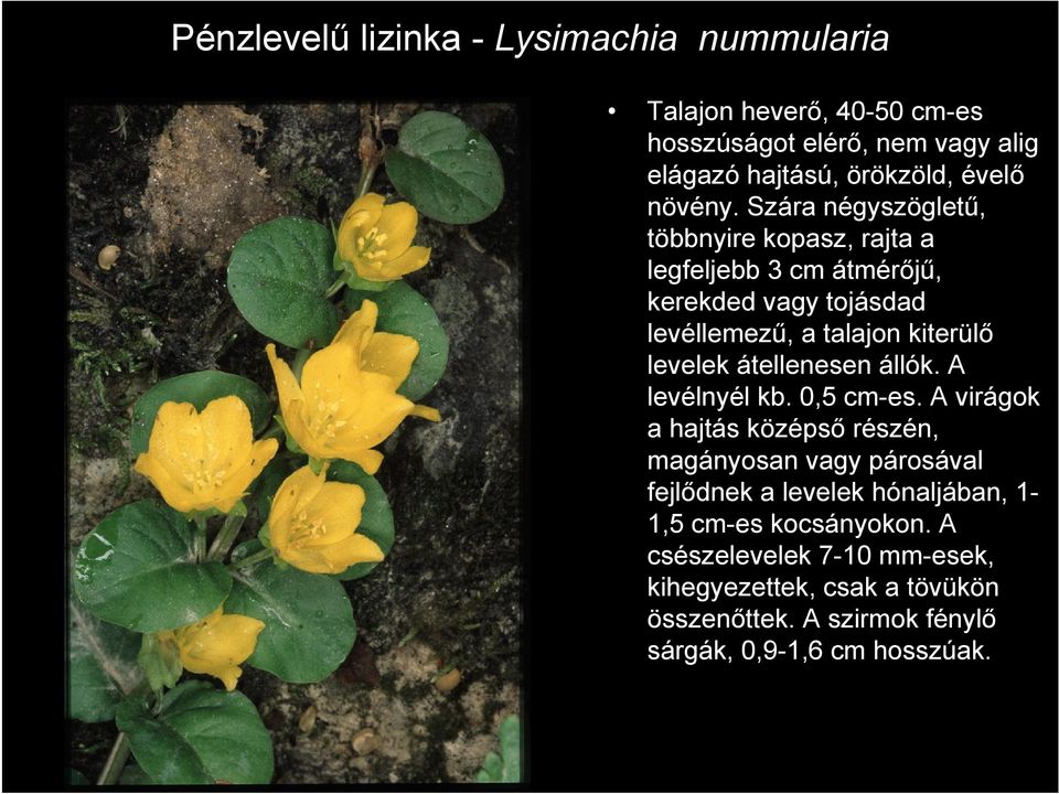 Szára négyszögletű, többnyire kopasz, rajta a legfeljebb 3 cm átmérőjű, kerekded vagy tojásdad levéllemezű, a talajon kiterülő levelek