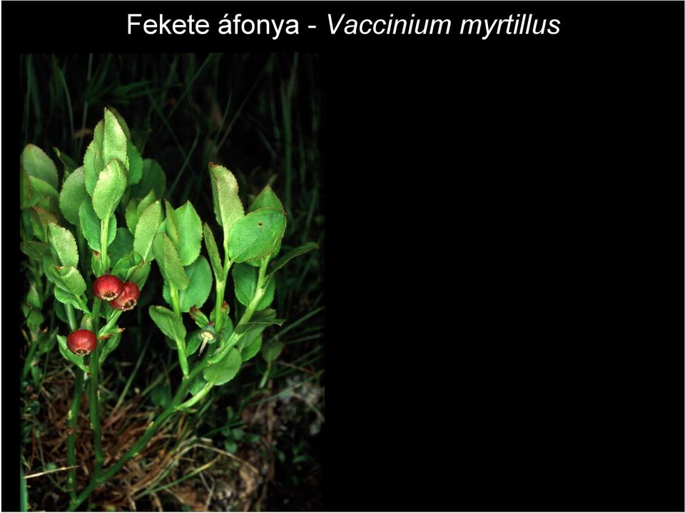 Vaccinium