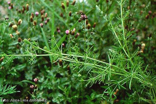 Galium aparine