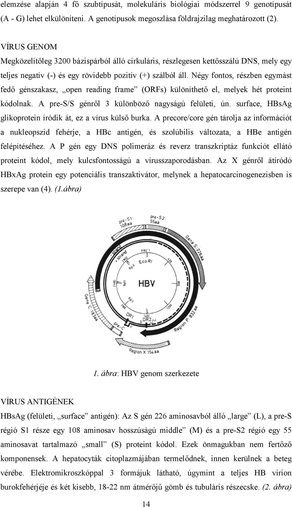 Négy fontos, részben egymást fedő génszakasz, open reading frame (ORFs) különíthető el, melyek hét proteint kódolnak. A pre-s/s génről 3 különböző nagyságú felületi, ún.