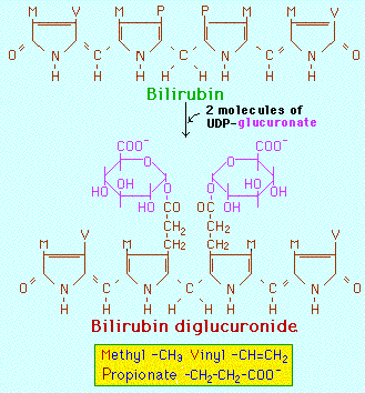 Konjugáció: az idegen molekula reaktív csoportjára egy kéznél lévő, egyszerű molekulát (glükuronsav, glicin) kapcsol egy enzim