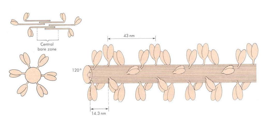 FINOMSZERKEZET A miozin gerenda sok egyforma golfütő szerű