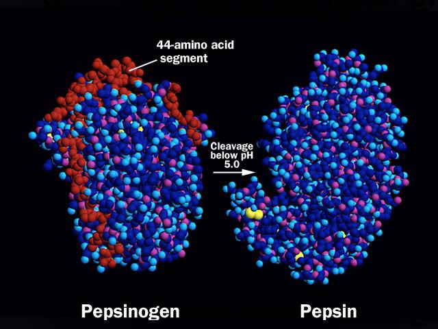 PEPSZIN pepszin: fehérjebontó enzim (endopeptidáz), az Arg melletti peptidkötéseket bontja.