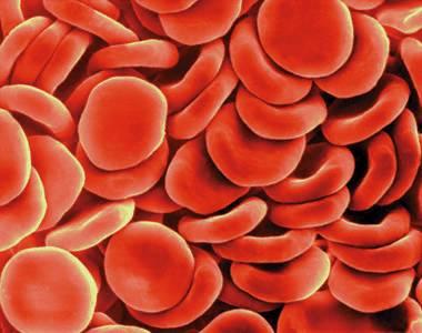 VÖRÖS VÉRSEJTEK Kicsi, hiányos sejt (d ~ 8 μm). A vörös csontvelőben keletkeznek, elveszítik a sejtmagjukat. 4-5 millió db/mm 3. Élettartamuk 100-120 nap, ezután a lépben esnek szét.