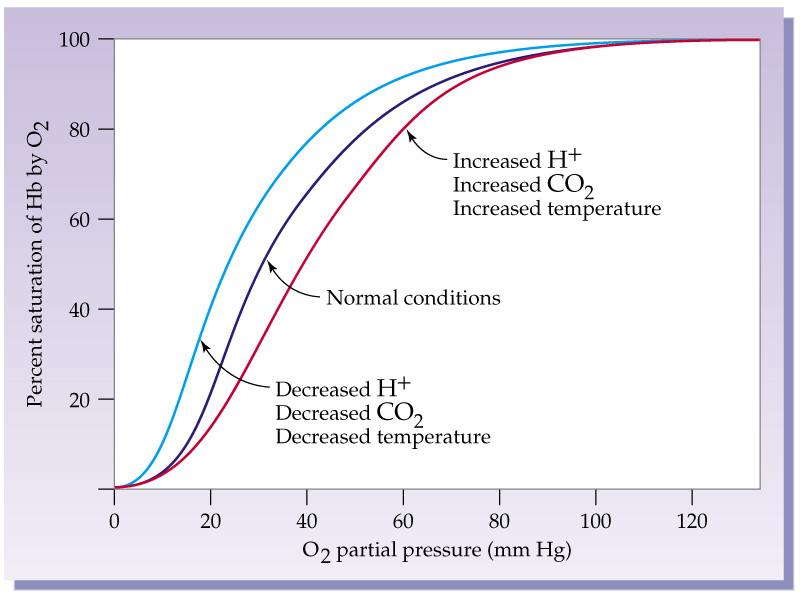 OXIGÉNSZÁLLÍTÁS 2. Az oxigén kötődése függ még a ph-tól és a hőmérséklettől.