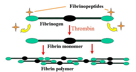 VÉRALVADÁS 3. A trombin a fibrinogén fibrin (I I a ) folyamatot katalizálja.