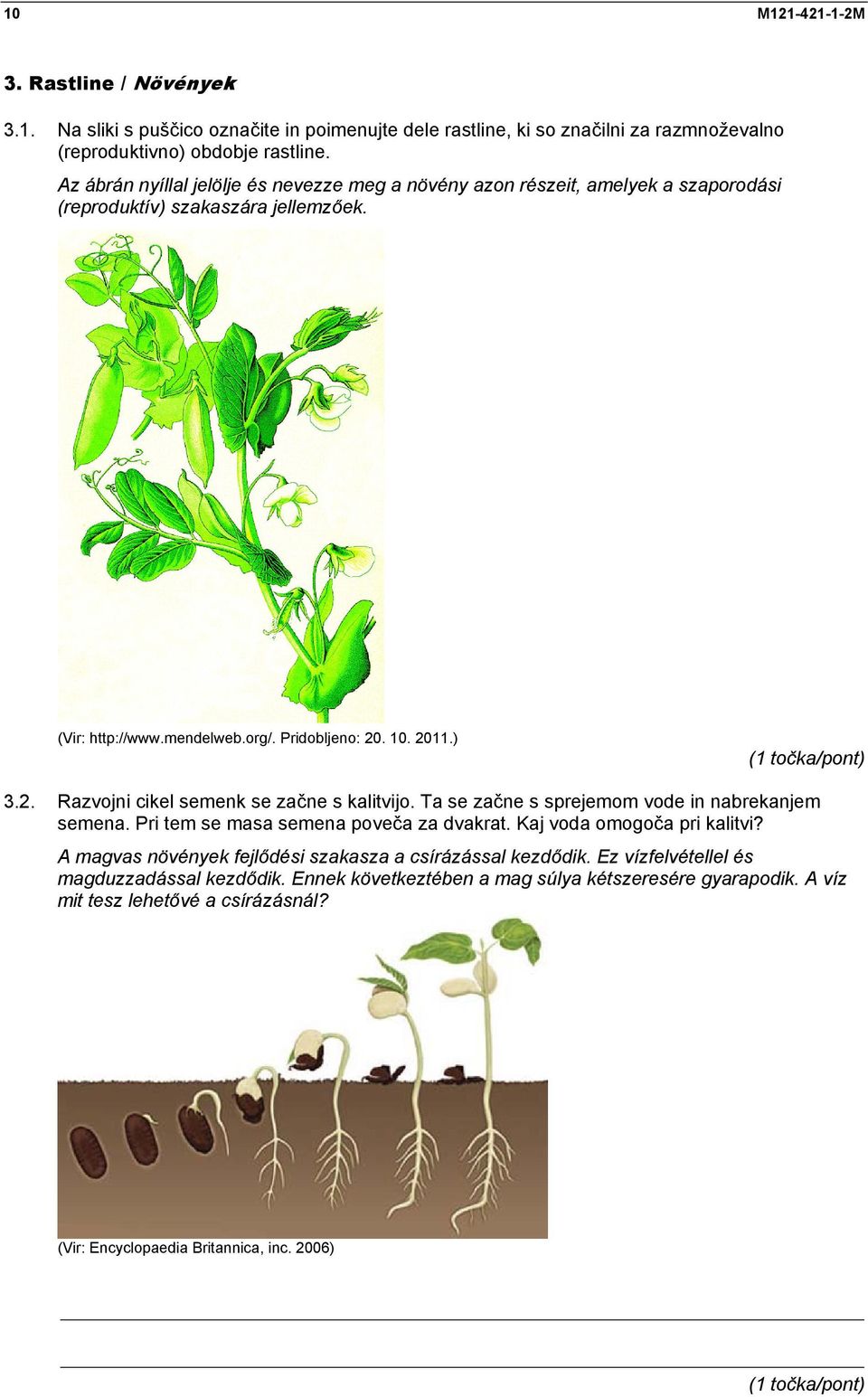 . 10. 2011.) 3.2. Razvojni cikel semenk se začne s kalitvijo. Ta se začne s sprejemom vode in nabrekanjem semena. Pri tem se masa semena poveča za dvakrat. Kaj voda omogoča pri kalitvi?