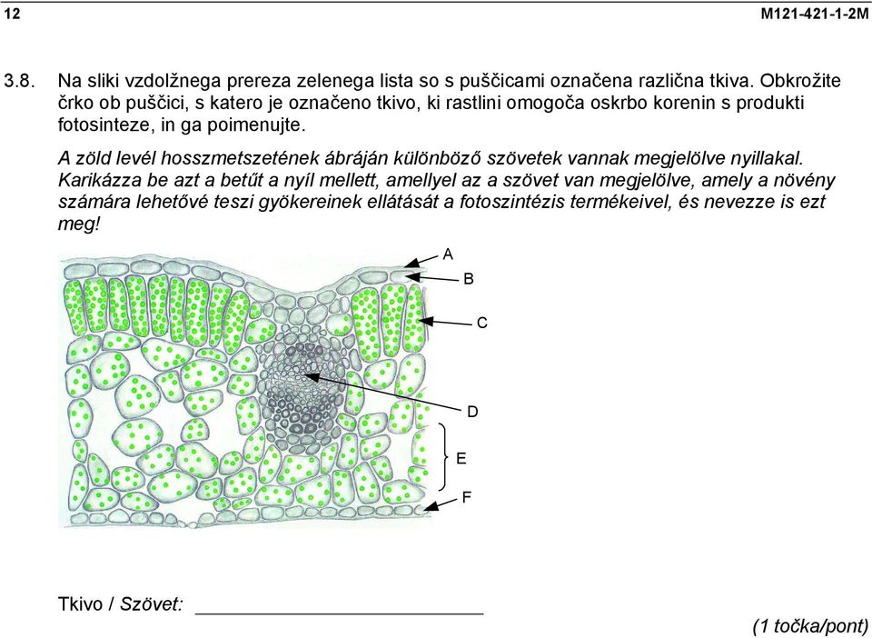 A zöld levél hosszmetszetének ábráján különböző szövetek vannak megjelölve nyillakal.