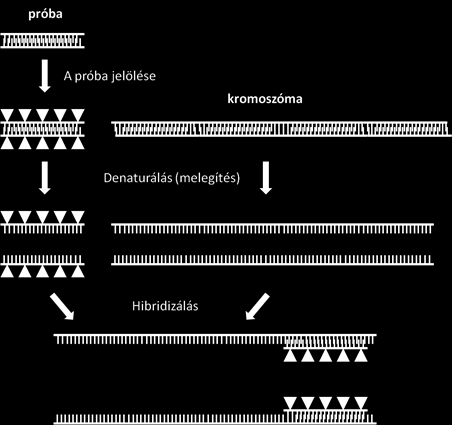Citogenetika Rövidítés Jelentés Példa Leírás transzlokációval létrejött kromoszómát hordoz. Egy-egy normális 14-es és 21-es kromoszómája hiányzik.