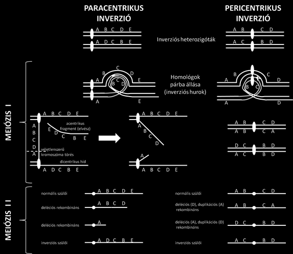 Citogenetika Az inverziós heterozigótákban a homológok párosodása során a meiózis profázisában, illetve a Drosophila óriás kromoszómáin jellegzetes képződmény, az úgynevezett inverziós hurok