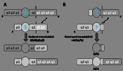 Citogenetika 1.14. ábra: Transzlokációk. (A) reciprok transzlokáció. (B) Roberstsoni transzlokáció. Az ellipszis a centromeront, a benne lévő kék szám a kromoszóma számát jelöli.