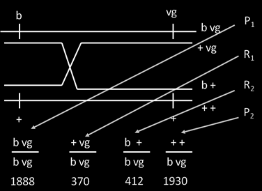 Drosophila genetika - géntérképezés 3.9. ábra A b és a vg locusok közti rekombinációs gyakoriság r b-vg meghatározása: A r b-vg rekombinációs gyakoriság 0,17, azaz a d b-vg távolság 0,17M = 17cM.