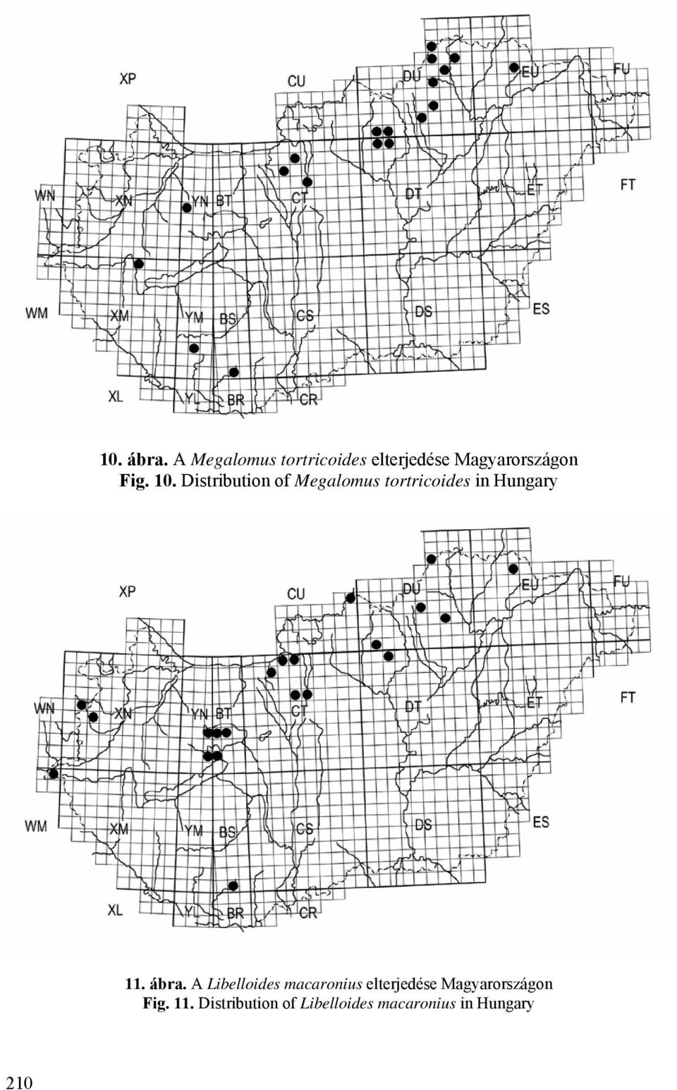 Distribution of Megalomus tortricoides in Hungary 11. ábra.