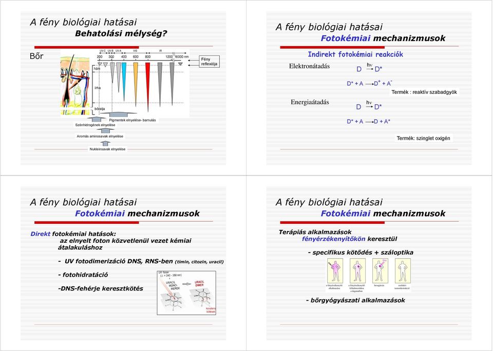 D D* Pigmentek elnyelése- barnulás Szénhidrogének elnyelése D* + A D + A* Aromás aminosavak elnyelése Termék: szinglet oxigén Nukleinsavak elnyelése A fény biológiai hatásai Fotokémiai