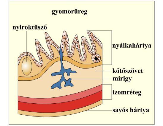 TANULÓI KÍSÉRLET (45 perc) A gyomor funkciója a gyomornedv hatásának vizsgálata A kísérlet, mérés megnevezése, célkitűzései: Az emberi gyomor (latinul: ventriculus, görögül: gaster) (http://hu.