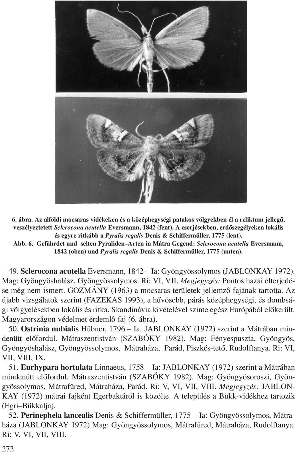 Gefährdet und selten Pyraliden Arten in Mátra Gegend: Sclerocona acutella Eversmann, 1842 (oben) und Pyralis regalis Denis & Schiffermüller, 1775 (unten). 49.