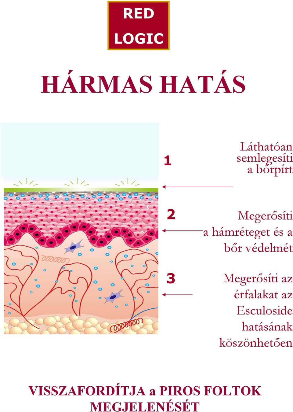 védelmét Megerősíti az érfalakat az Esculoside