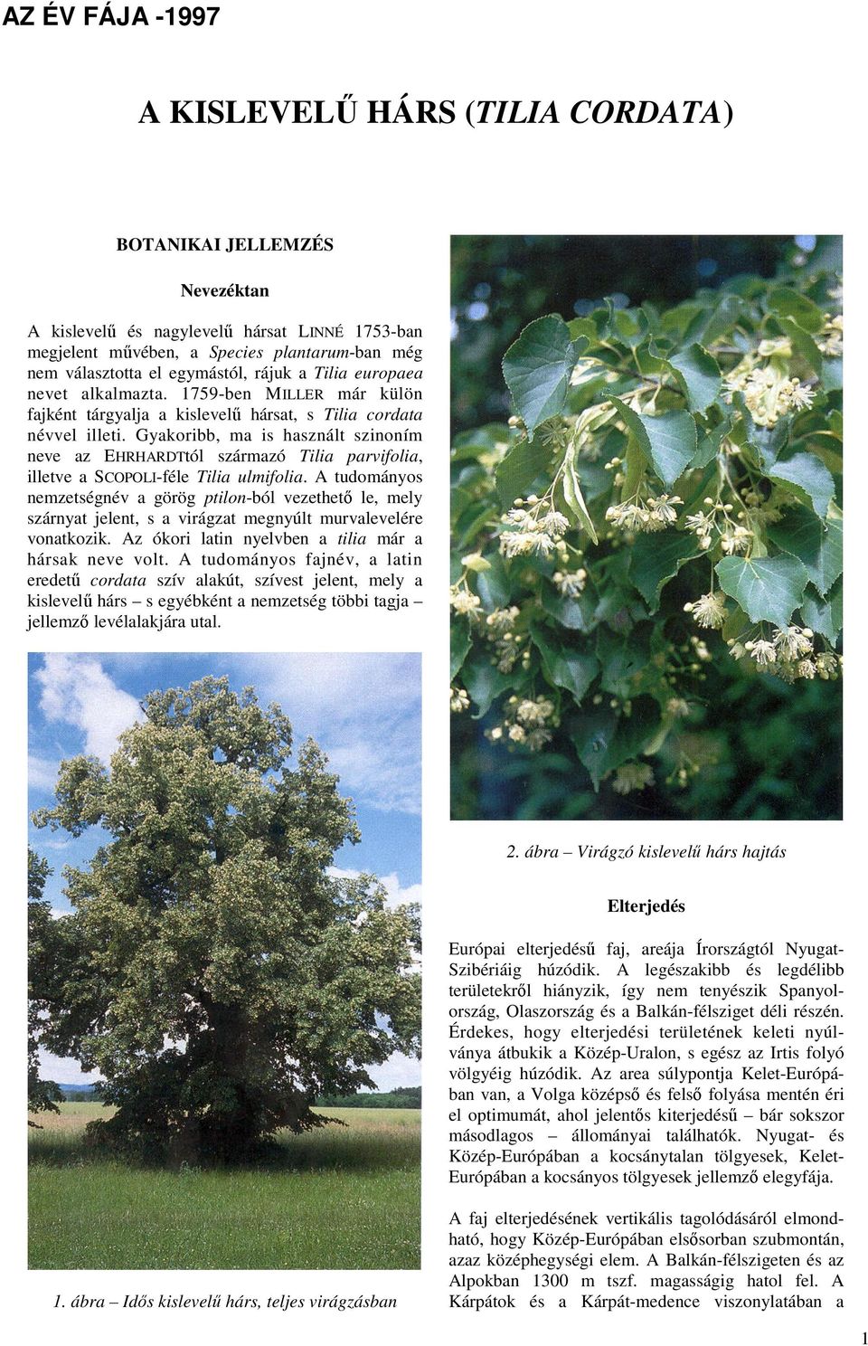 Gyakoribb, ma is használt szinoním neve az EHRHARDTtól származó Tilia parvifolia, illetve a SCOPOLI-féle Tilia ulmifolia.