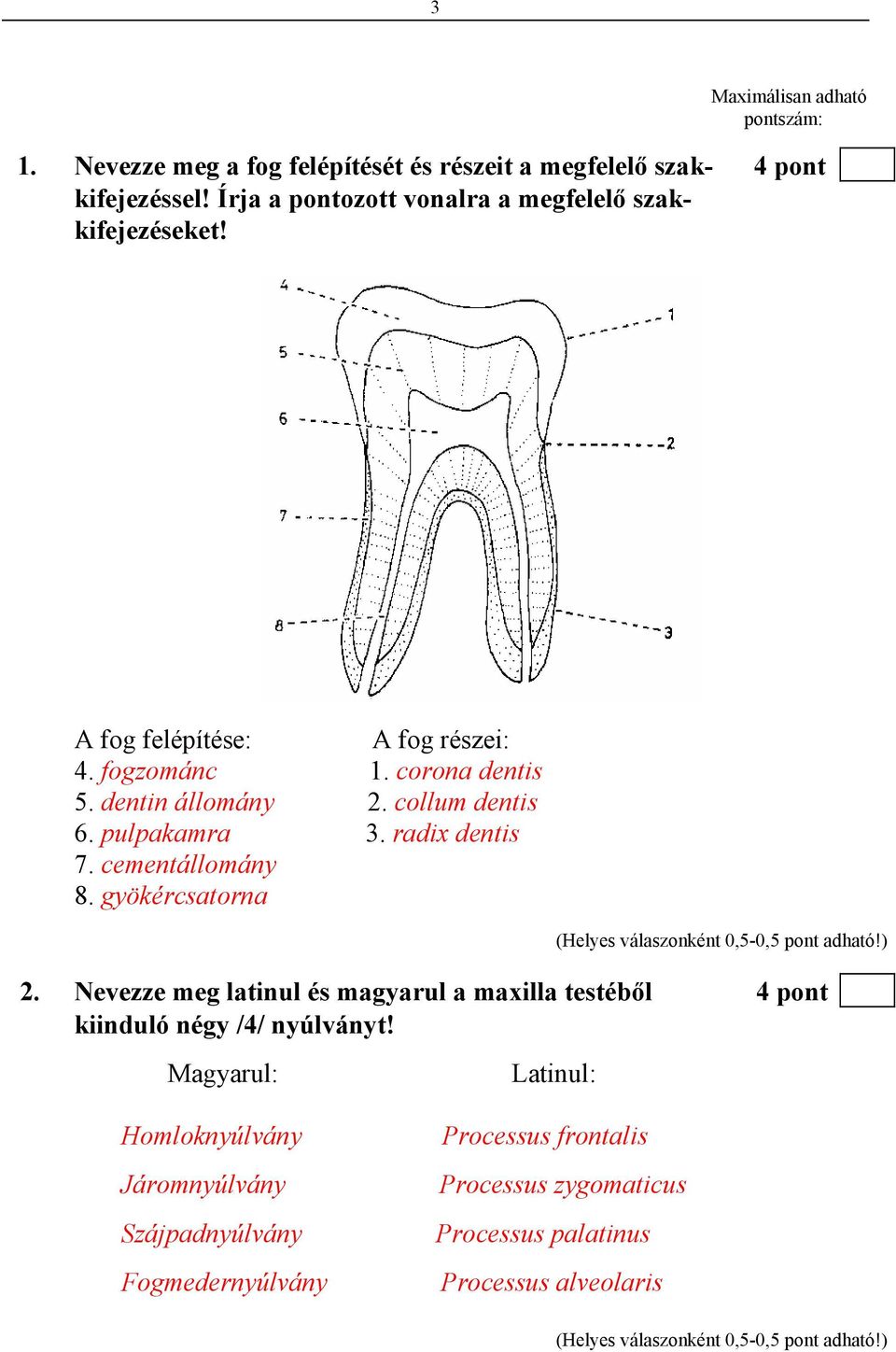 collum dentis 6. pulpakamra 3. radix dentis 7. cementállomány 8. gyökércsatorna 2.