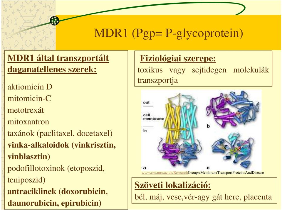 antraciklinek (doxorubicin, daunorubicin, epirubicin) Fiziológiai szerepe: toxikus vagy sejtidegen transzportja molekulák