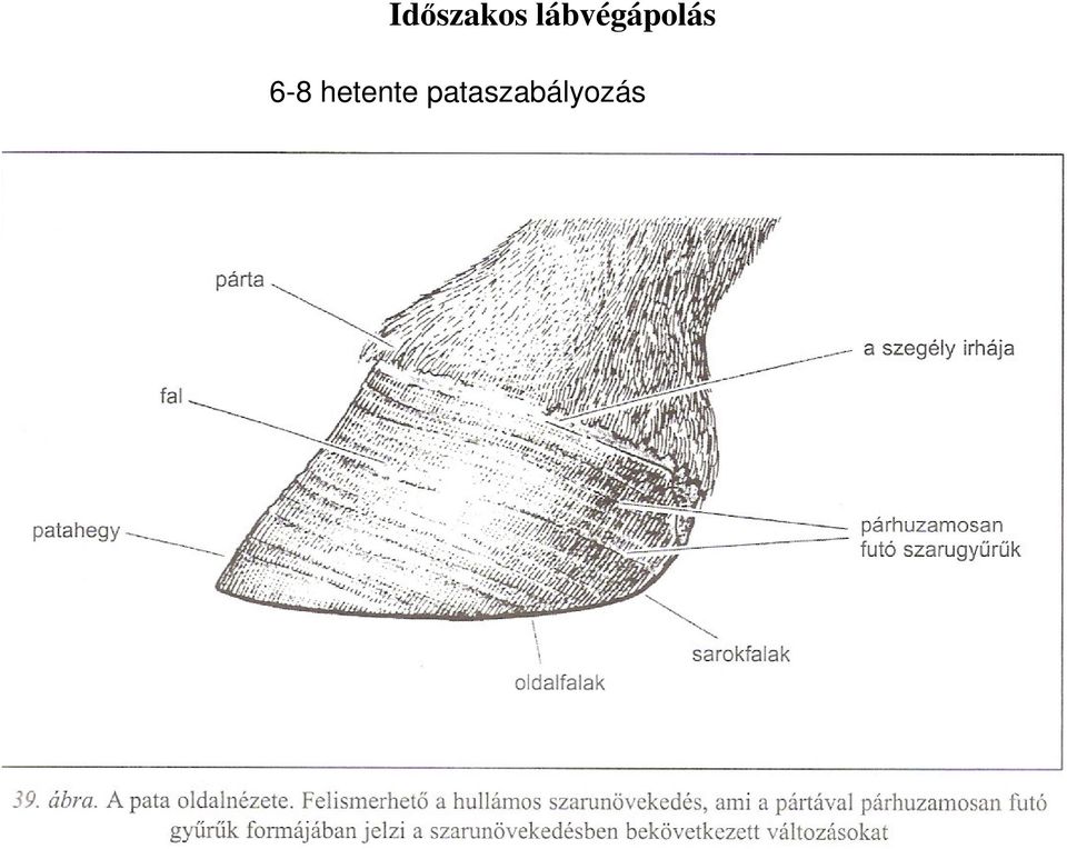 6-8 hetente