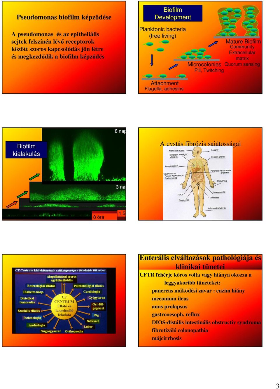 cystás fibrózis sajátosságai Biofilm kialakulás 3 nap 8 óra 1.