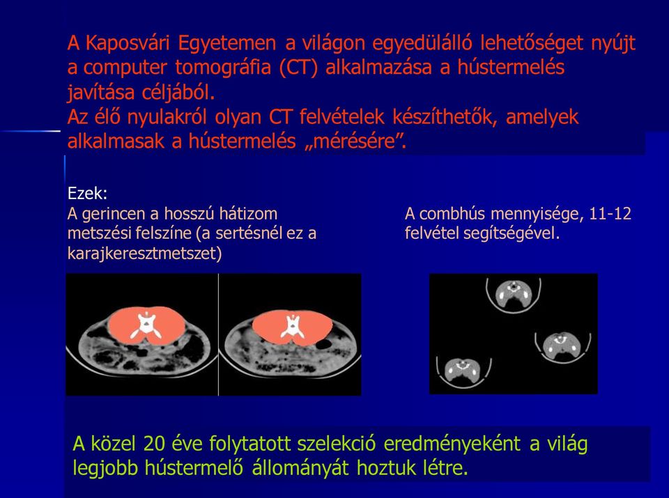 Ezek: A gerincen a hosszú hátizom metszési felszíne (a sertésnél ez a karajkeresztmetszet) A combhús mennyisége,